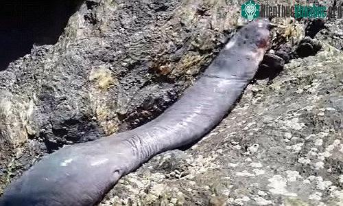 Hagfish là động vật sống duy nhất được biết đến có hộp sọ nhưng nhưng không có xương sống.