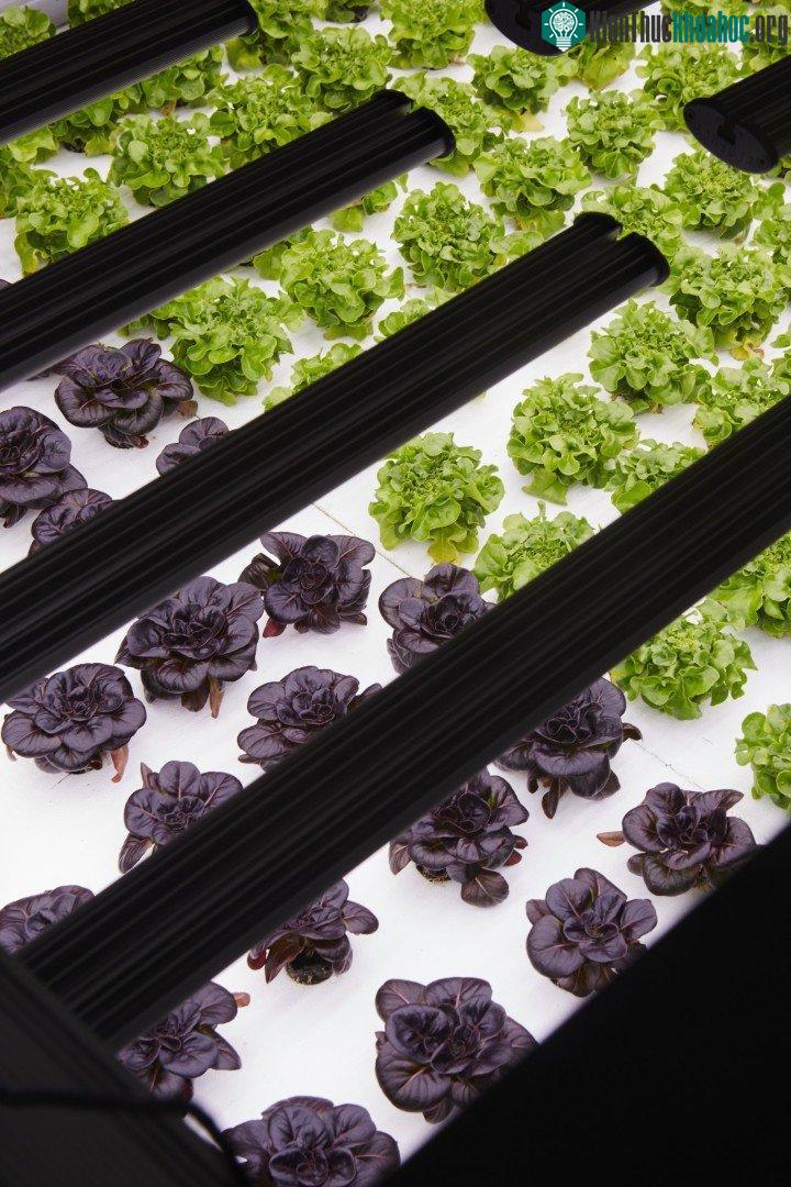Thiết lập một trang trại như vậy không hề rẻ.