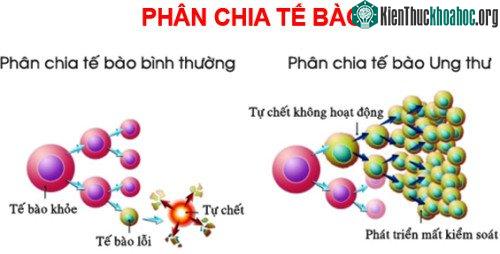 Sự khác nhau giữa tế bào bình thường và ung thư. (Ảnh: bacdaihung).