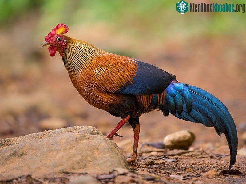 Nó là thành viên của bộ Galliformes.