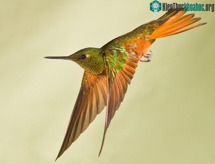Mỗi giống chim ruồi có một nghi thức đặc biệt để giao phối. (Ảnh: JNB Photography.com).