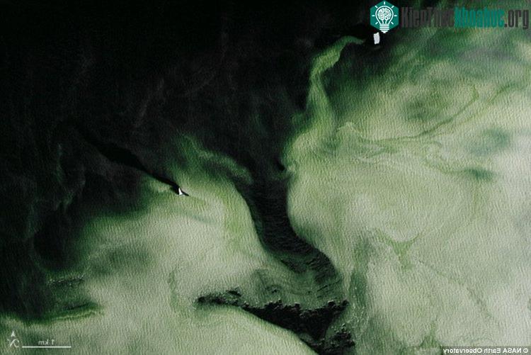Màu xanh lá cây trong băng này thực chất là những thực vật phù du trôi ở bề mặt nước.