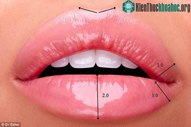 Đôi môi hoàn hảo là sở hữu phần môi trên và dưới có tỉ lệ 1:2.