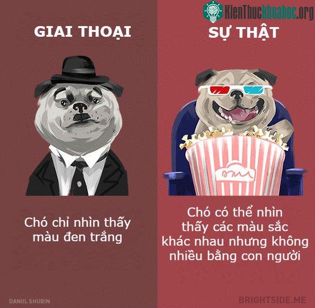 Đừng nghĩ những chú cún của chúng ta tầm thường như thế.