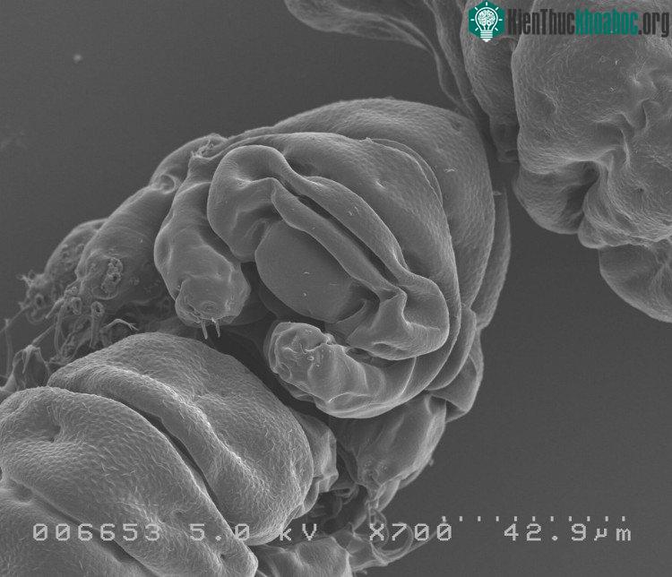 Khuôn mặt/ ảnh chụp phía trước mặt của tardigrade. (Ảnh: Takekazu Kunieda).