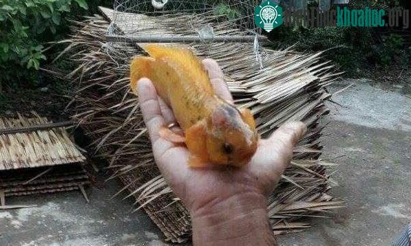 Con cá rô kỳ lạ tại Vĩnh Long.