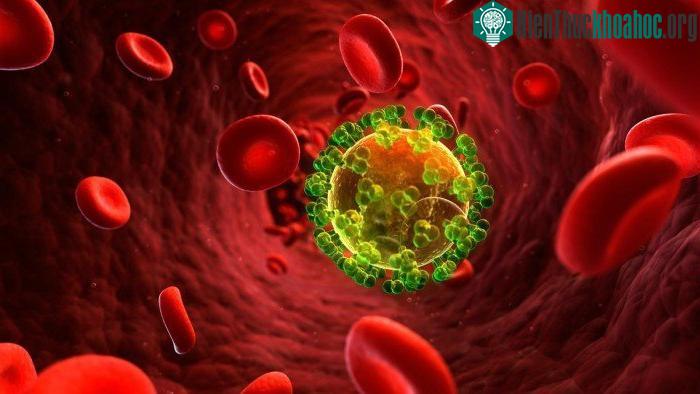 Tế bào kháng thể sẽ bám vào các thụ thể, không cho virus tiếp cận tế bào.