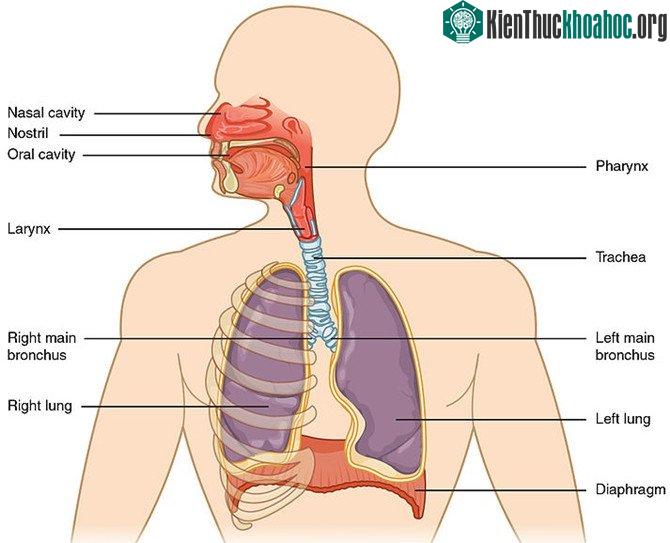 Hô hấp tế bào không phải là những gì bạn có thể nhìn thấy trong hình này.