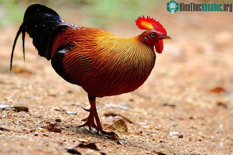 Mào gà trống khá lớn, có màu đỏ và vàng ở giữa.