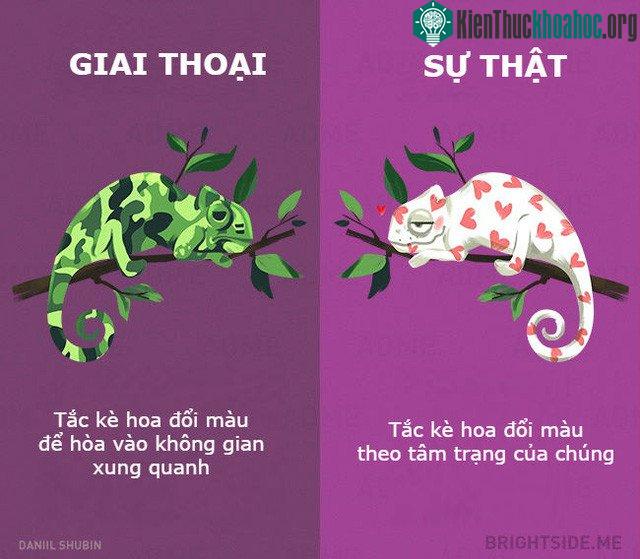 Vui thì đỏ mà buồn thì xanh, đời tắc kè hoa thật tròng trành...