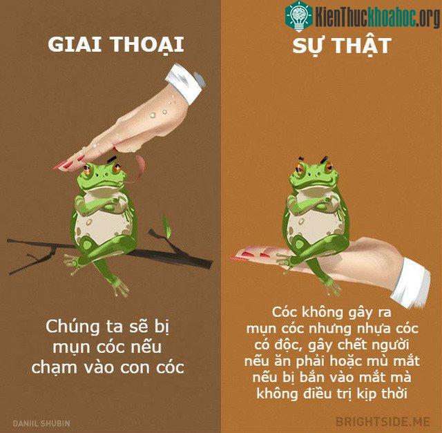 Con cóc thì liên quan gì tới mụn cóc cơ chứ, thật vô lý quá đi.
