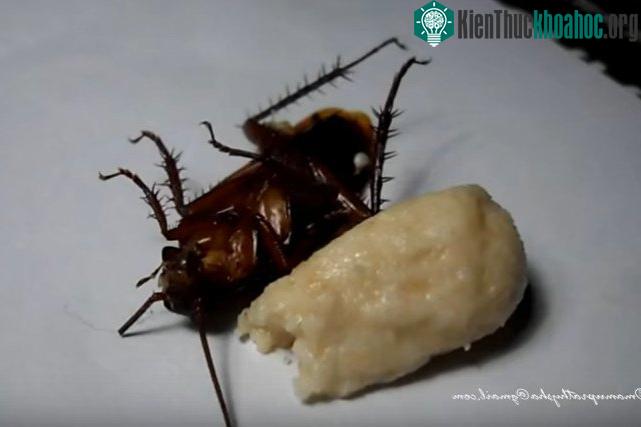 Sau 3 tuần, số lượng lớn gián chết mỗi ngày sẽ khiến bạn ngạc nhiên đấy.