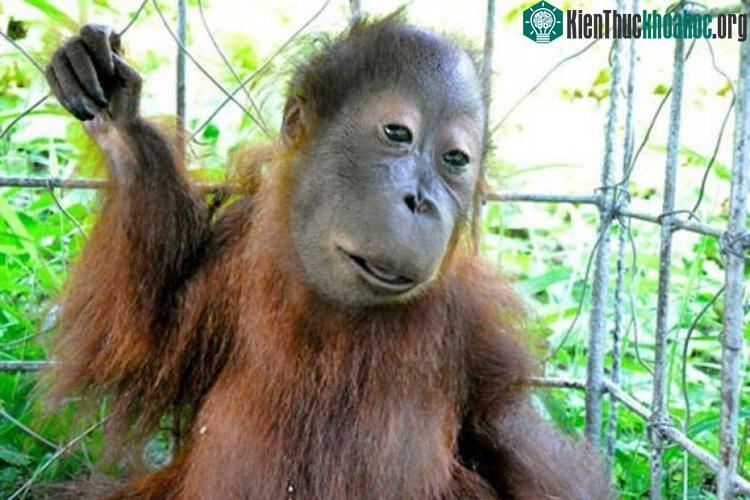 Đười ươi con mắc phải hội chứng Down trông khác hẳn với những con đười ươi tinh khôn khác.