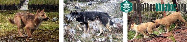 Chó Hoang Cao nguyên có họ hàng với loài chó dingos của Úc và loài chó hát New Guinea.
