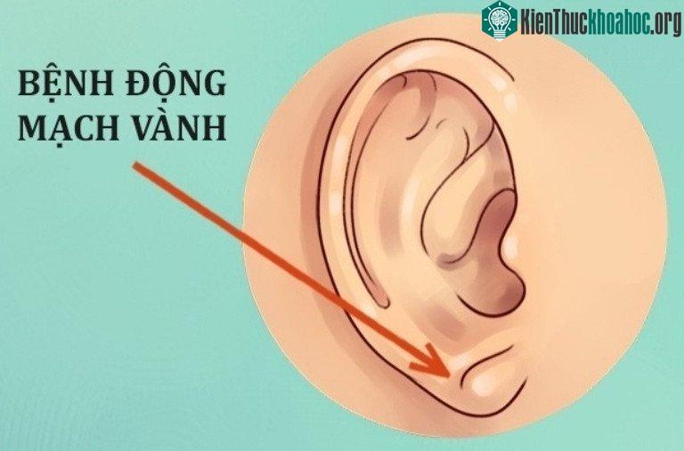 Sự thật thú vị về đôi tai hầu hết mọi người không biết ảnh 2