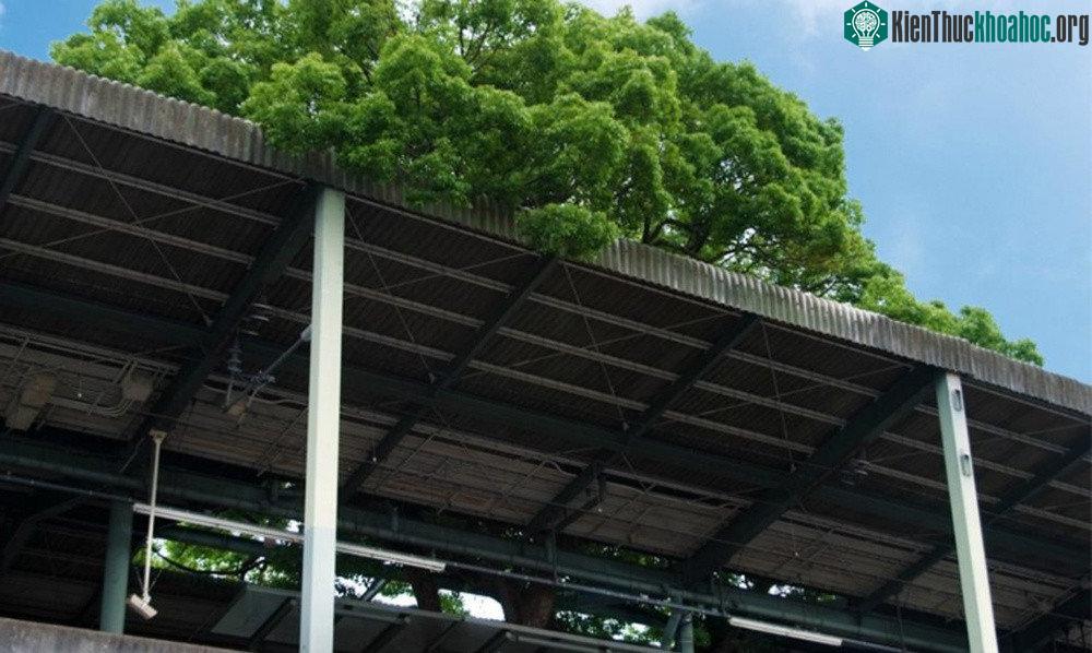 Có nhiều câu chuyện truyền miệng về cách cây long não cổ thụ thay đổi số mệnh của chính mình.