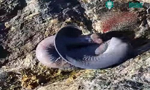 Cá Hagfish có thể nhịn ăn nhiều tháng nhờ cơ thể trao chất chất chậm chạp.