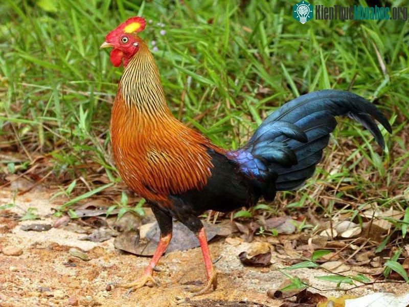 Gà rừng Tích Lan