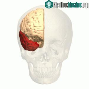 Phần thuỳ thái dương chịu trách nhiệm biến các âm thanh thành tín hiệu mà não "hiểu" được.