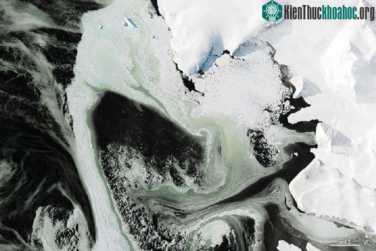 Phytoplankton phát triển mạnh mẽ giúp xoa dịu tình hình căng thẳng về vấn đề biến đổi khí hậu hiện nay.