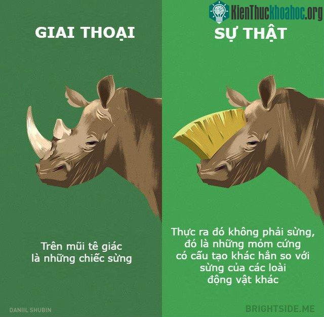 Nói không với sừng tê giác và các sản phẩm liên quan các bạn nhé.