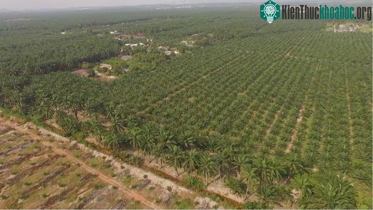 Toàn cảnh đồn điền dầu cọ từ trên cao.