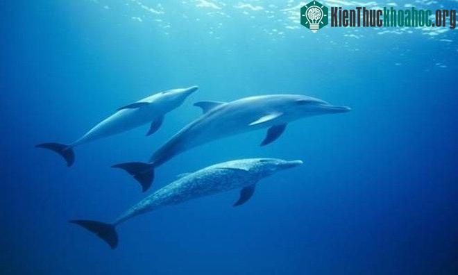 Khả năng định vị bằng tiếng vang
