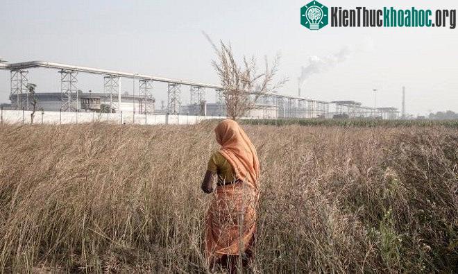 Một người phụ nữ thu thập lá mù tạt trên cánh đồng