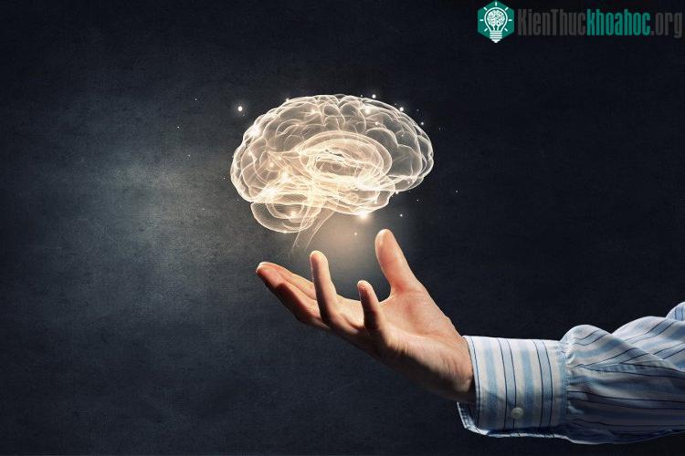 Bằng luyện tập, một bộ não "cá vàng" trở thành bộ não của những nhà vô địch trí nhớ.