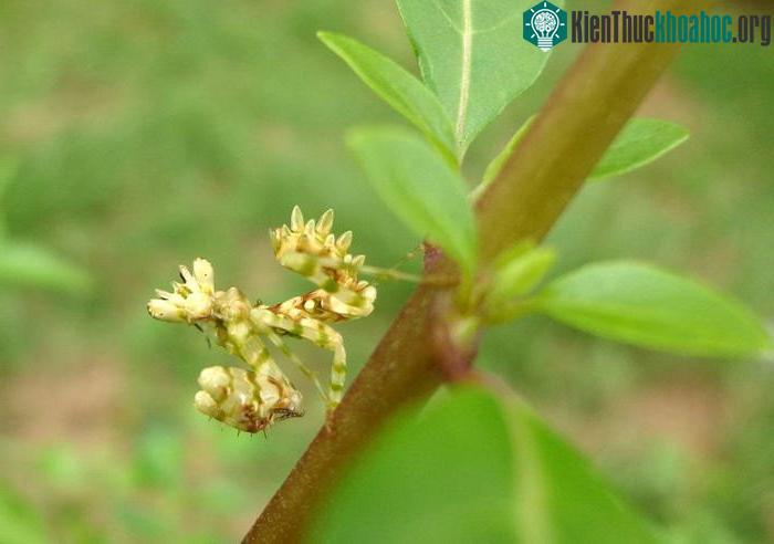 Bọ ngựa hoa gai xuất hiện giống như một bông hoa xinh đẹp khiến người xem "hoa mắt" vì phải soi dữ lắm mới nhận ra chúng.