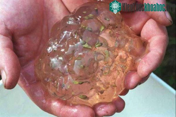 Thay vì mưa, các chất lỏng như thạch rơi xuống từ bầu trời, được gọi là mưa keo.