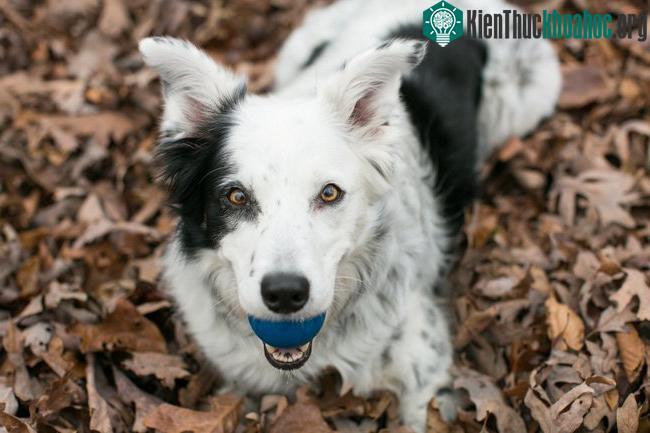 Chaser - chú Border Collie thông minh nhất thế giới.
