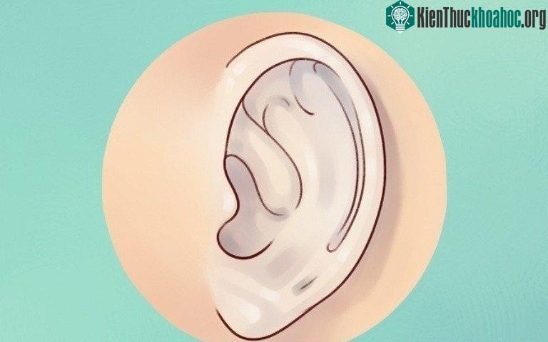 Sự thật thú vị về đôi tai hầu hết mọi người không biết ảnh 3