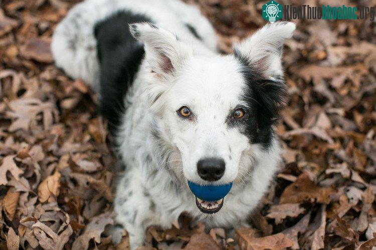 Chaser - chú Border Collie thông minh nhất thế giới.