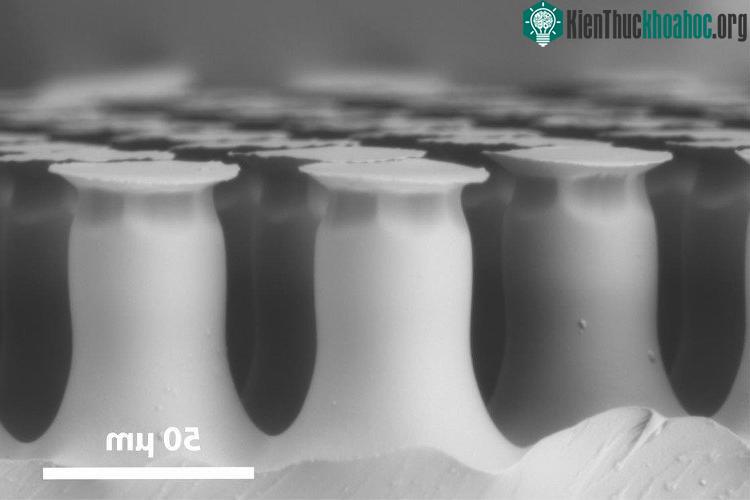 Cận cảnh chất liệu bám dính. Được làm từ polymer mô phỏng cấu trúc có sẵn trong tự nhiên, bề mặt của nó được tạo thành từ nhiều cấu trúc vi tiểu hình nấm khi quan sát qua kính hiển vi. Nó được chế ...