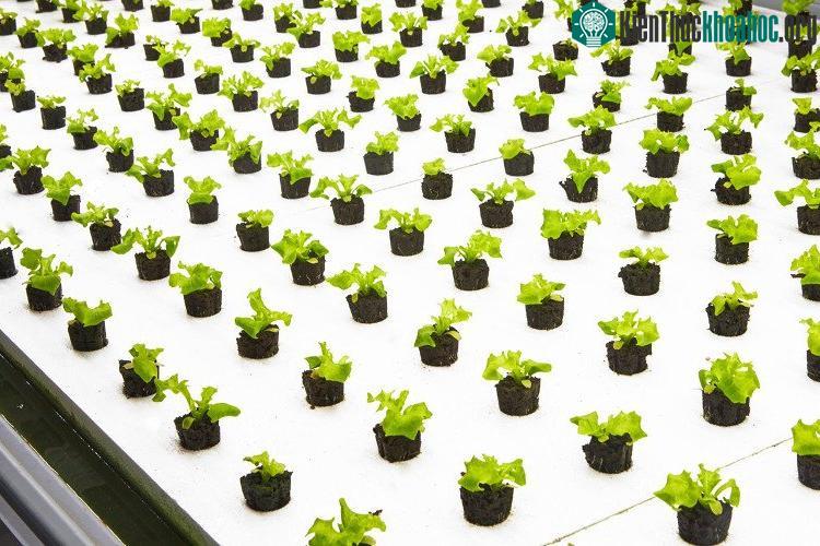 Cho đến nay, các trang trại trong nhà cần nhiều vốn này đã tập trung vào việc trồng các loại rau hợp thời.