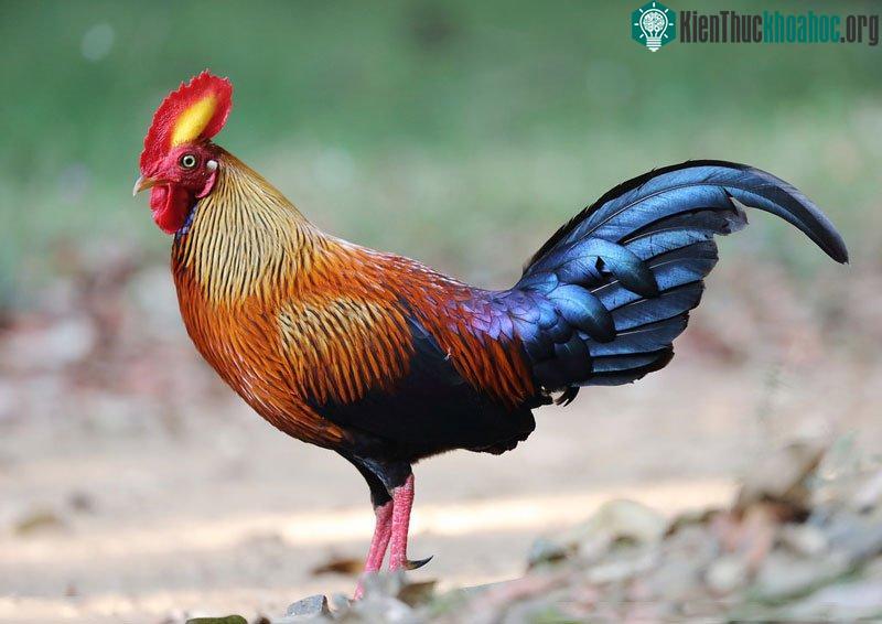 Gà rừng Tích Lan là loài đặc hữu của Sri Lanka và là quốc điểu của quốc gia Nam Á này.