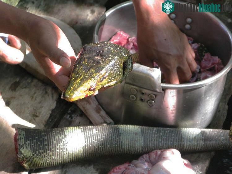 Trăn cũng là một nguồn thực phẩm cho dân Agta.
