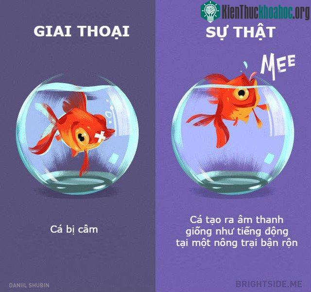 Làm thế nào để nghe được lũ cá vàng nói chuyện với nhau những gì?