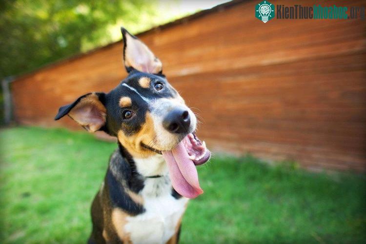 Hành động nghiêng đầu dường như bắt nguồn từ việc tầm nhìn bị mõm cản trở