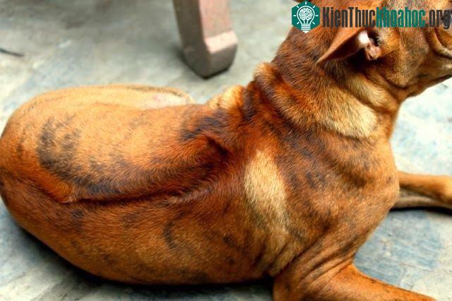 Chẳng phải tìm đâu xa! Chó Phú Quốc ở Việt Nam chính là một trong những loài quý hiếm nhất trên thế giới. Xem thêm tại đây