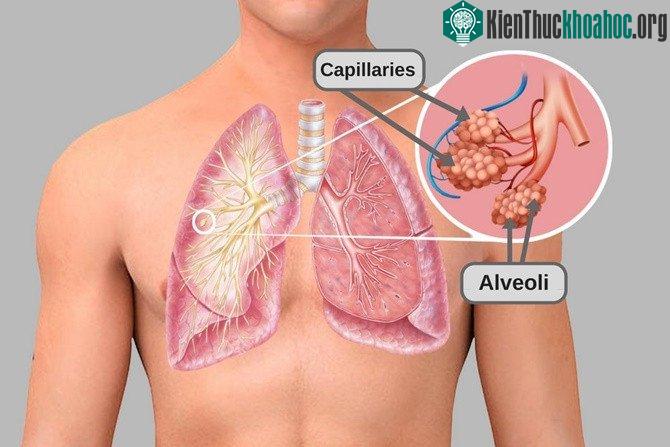 Carbon dioxide hòa tan trong máu người nhiều hơn oxy.