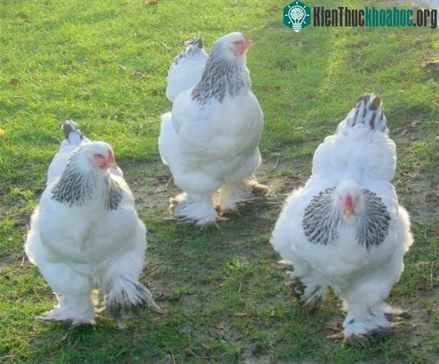 Ở Việt Nam, giá của giống già Brahma không hề rẻ.