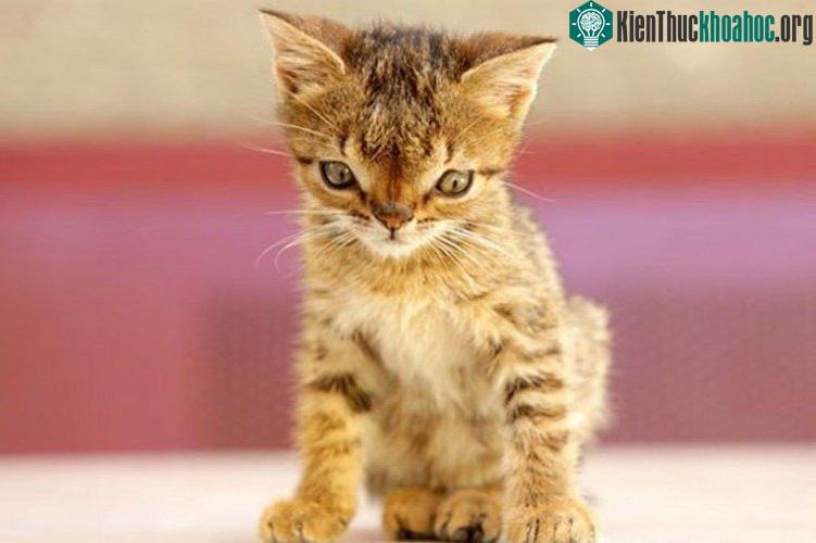 Đôi mắt cách xa nhau và dại ra đã chứng minh, chú mèo con tội nghiệp này mắc phải hội chứng Down ở động vật.