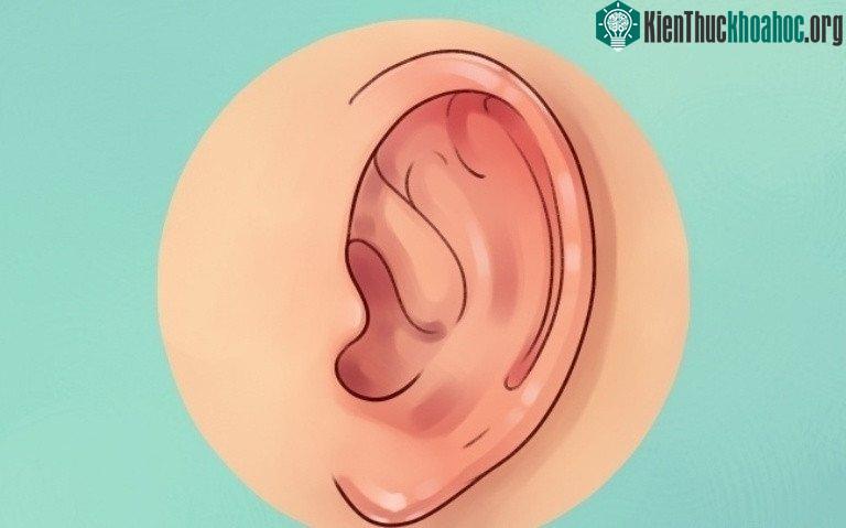 Sự thật thú vị về đôi tai hầu hết mọi người không biết ảnh 4