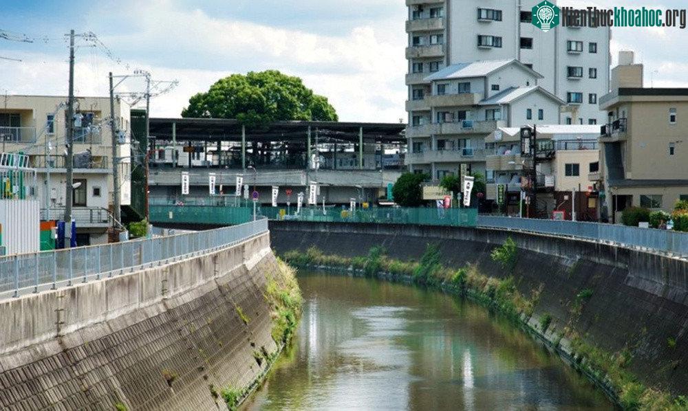 Người ta cố gắng đốn cây long não hai lần, mỗi lần như vậy đều có ai đó qua đời.