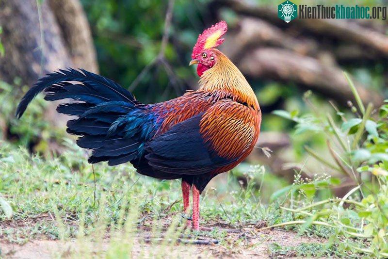 Gà rừng Sri Lanka trống trưởng thành có chiều dài khoảng 66-72cm, nặng 790-1.140g.