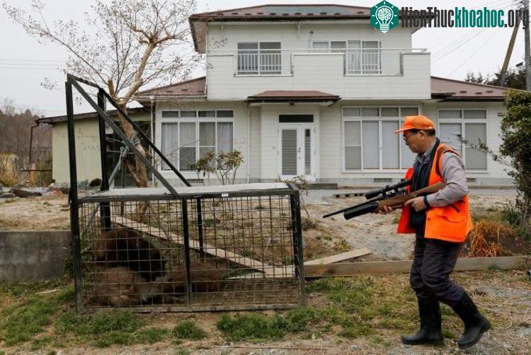 Lợn rừng nhiễm xạ tràn ngập đường phố Fukushima ảnh 4