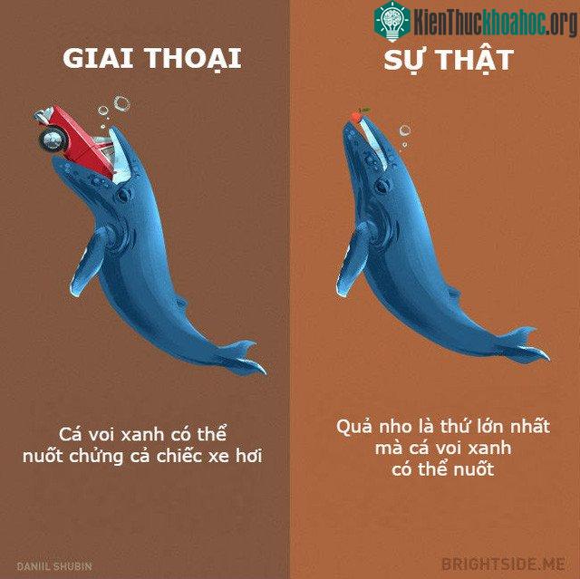 Trông to lớn thế thôi nhưng mà chúng rất hiền lành và ăn uống khá từ tốn...