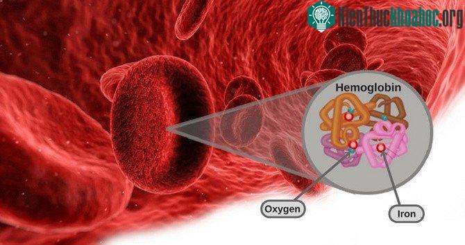 Phân tử carbaminohemoglobin hình thành khi carbon dioxide liên kết với hemoglobin.